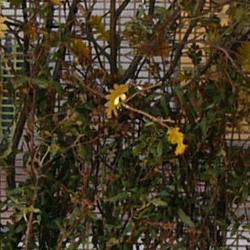 Jornadas Micológicas 2009