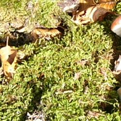 Jornadas Micológicas 2009