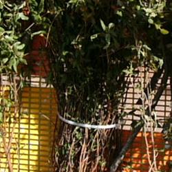 Jornadas Micológicas 2009