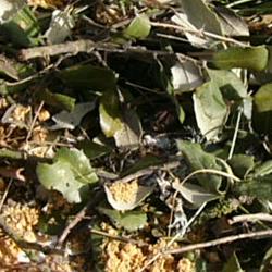 Jornadas Micológicas 2009