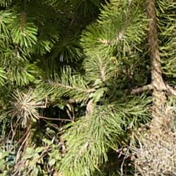 Jornadas Micológicas 2009