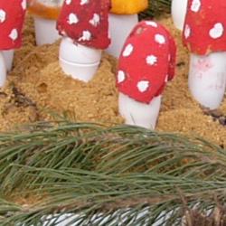 Jornadas Micológicas 2009