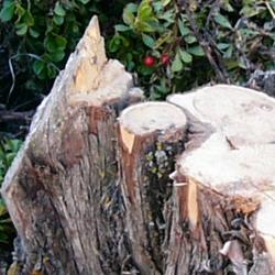 Jornadas Micológicas 2009