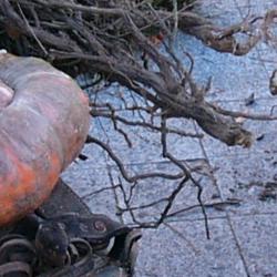 Jornadas Micológicas 2009