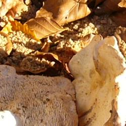 Jornadas Micológicas 2009