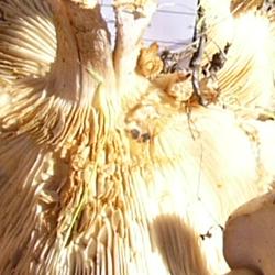 Jornadas Micológicas 2009