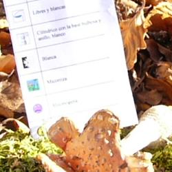 Jornadas Micológicas 2009