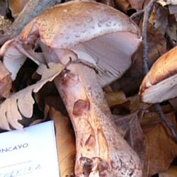 Jornadas Micológicas 2009