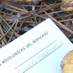 Jornadas Micológicas 2009