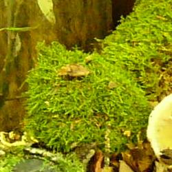 Jornadas Micológicas 2010