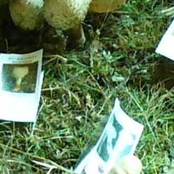 Jornadas Micológicas 2010