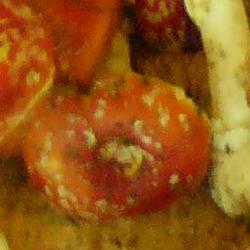 Jornadas Micológicas 2010